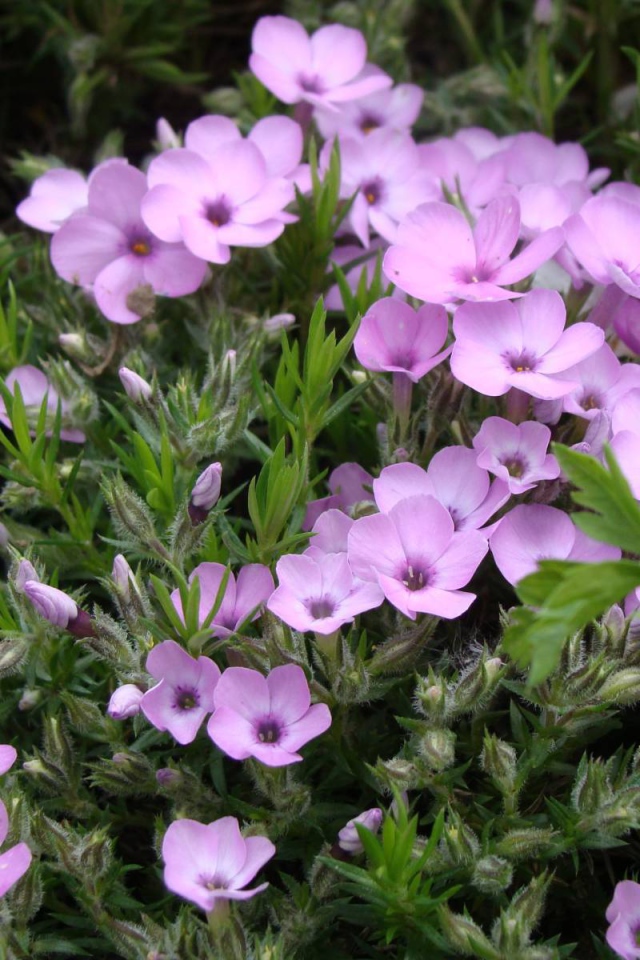 Растение резуха в саду