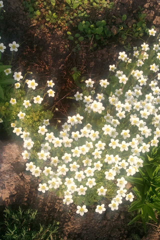 Растение резуха на поляне