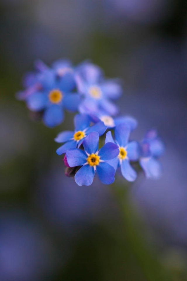 Маленькие красивые  цветы незабудки