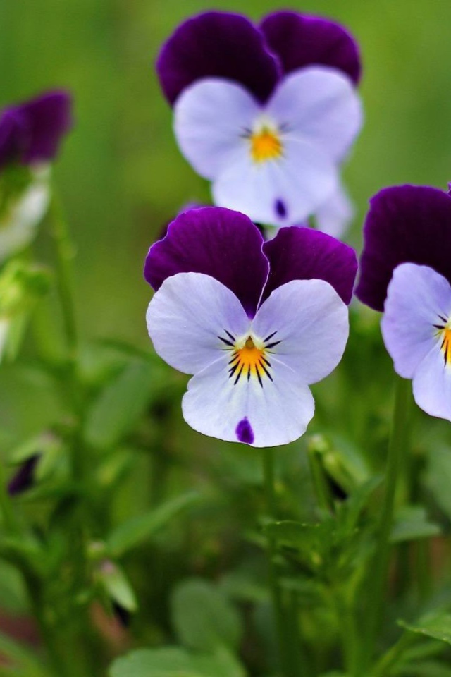 Маленькие красивые  цветы анютины глазки