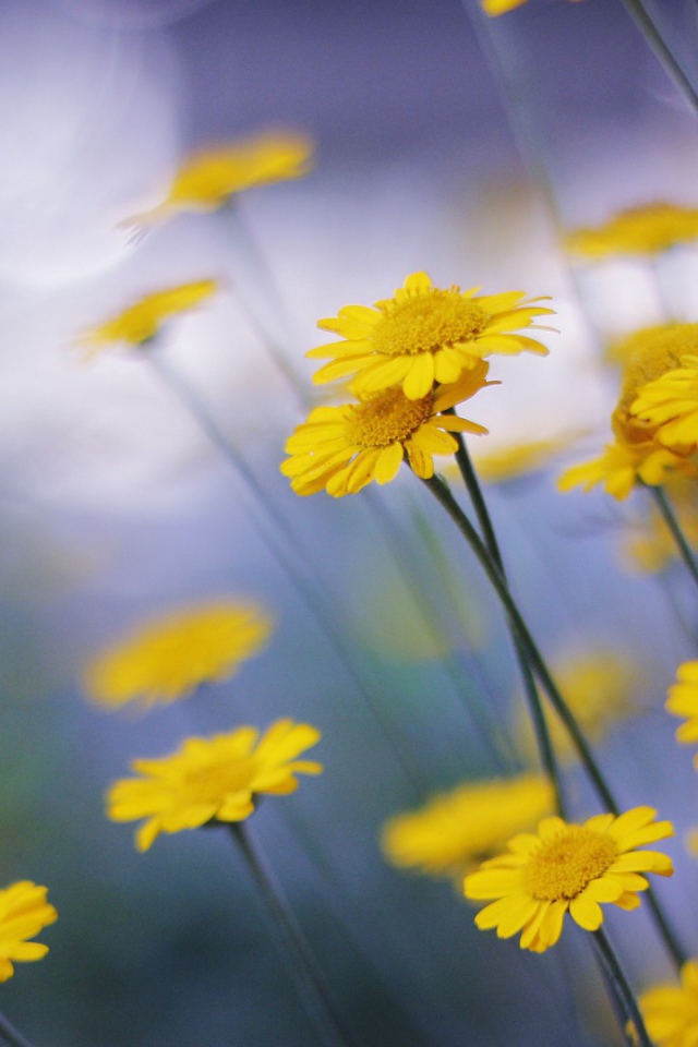 Mаленькие головки цветов