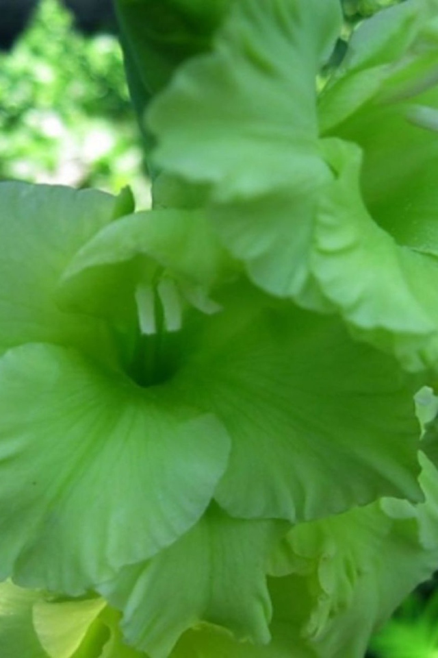 Сорт зеленых гладиолусов