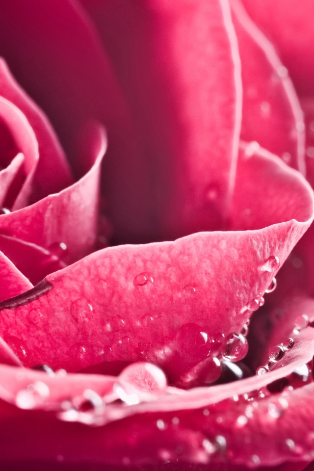 Особая роза