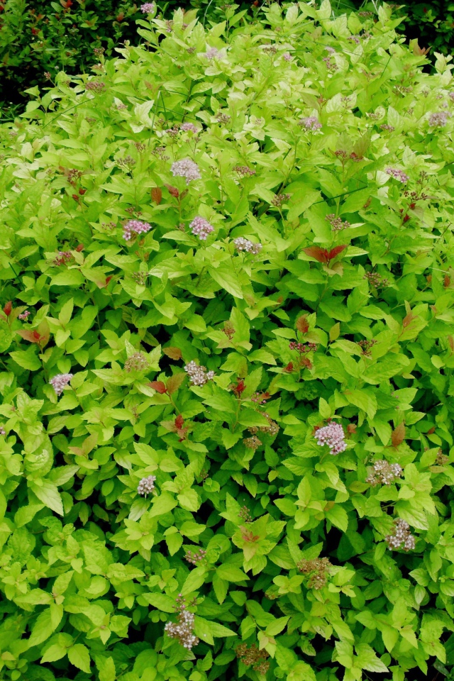 Красивое растение спирея на клумбе в саду