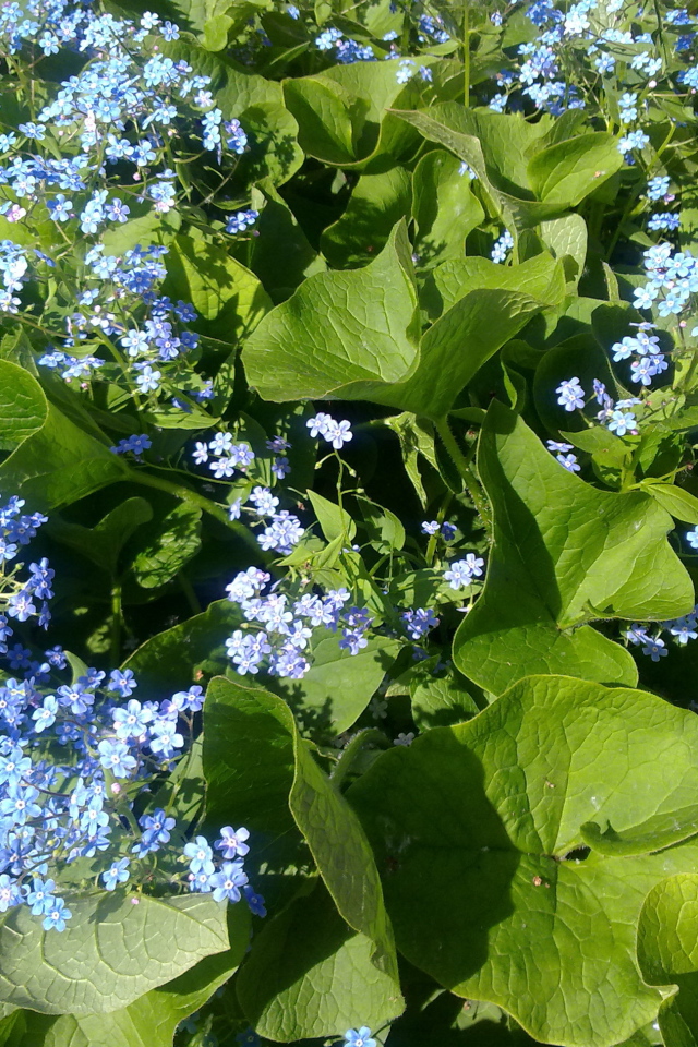 Весенние красивые  цветы незабудки