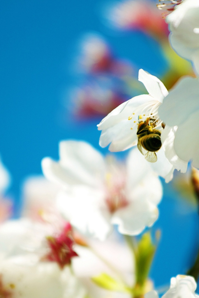 Весенняя пчела 