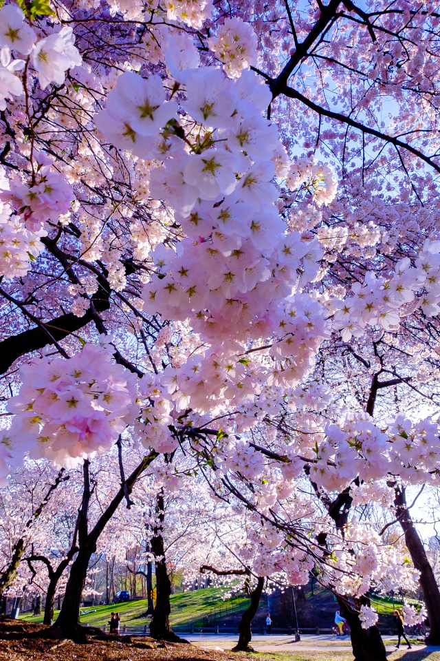 Весенние вишневые цветы