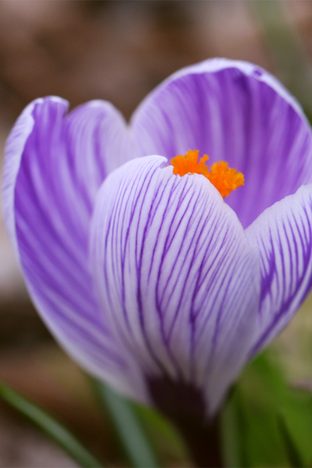 Весенний цветок крокус на газоне