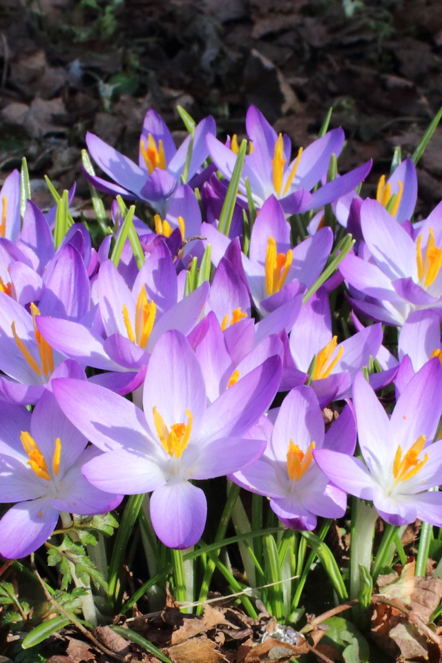 Весенние крокусы на поляне