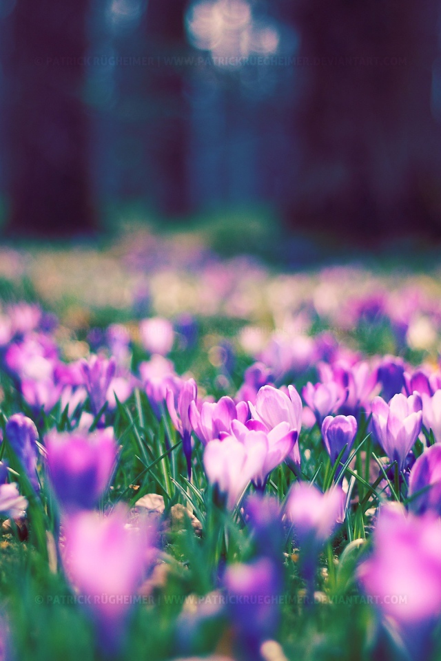 Весенние цветы в парке