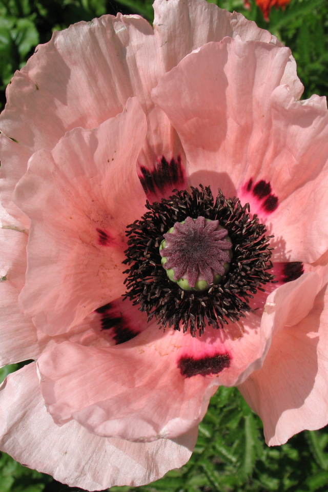 Весенний цветок мак