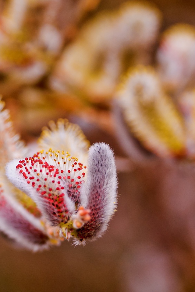 Весенние цветы