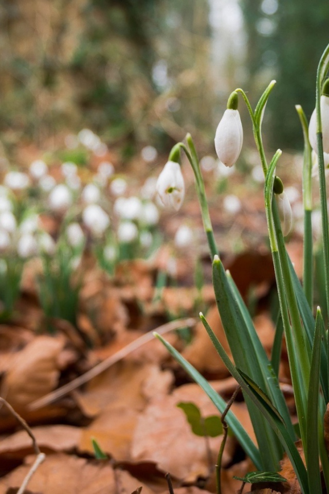 Весенние цветы