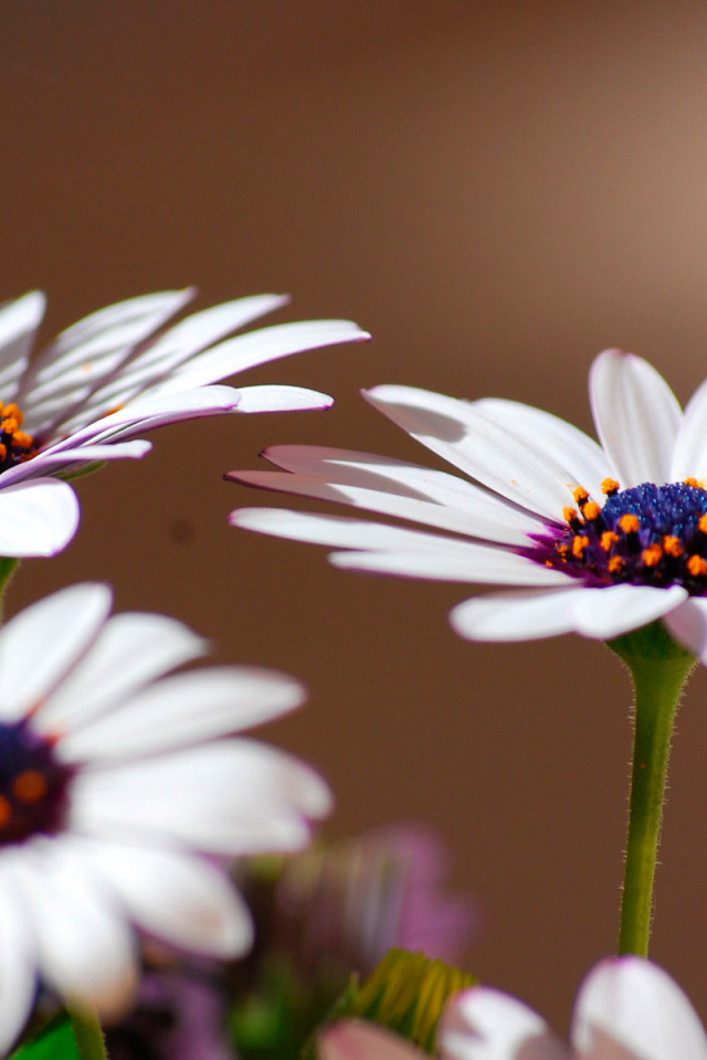 Весенние цветы маргаритки на поляне