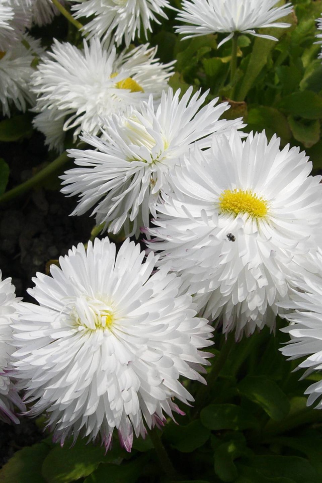 Весенние цветы маргаритки на лужайке