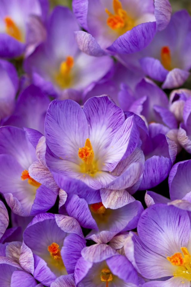 Весенние цветы шафран в саду