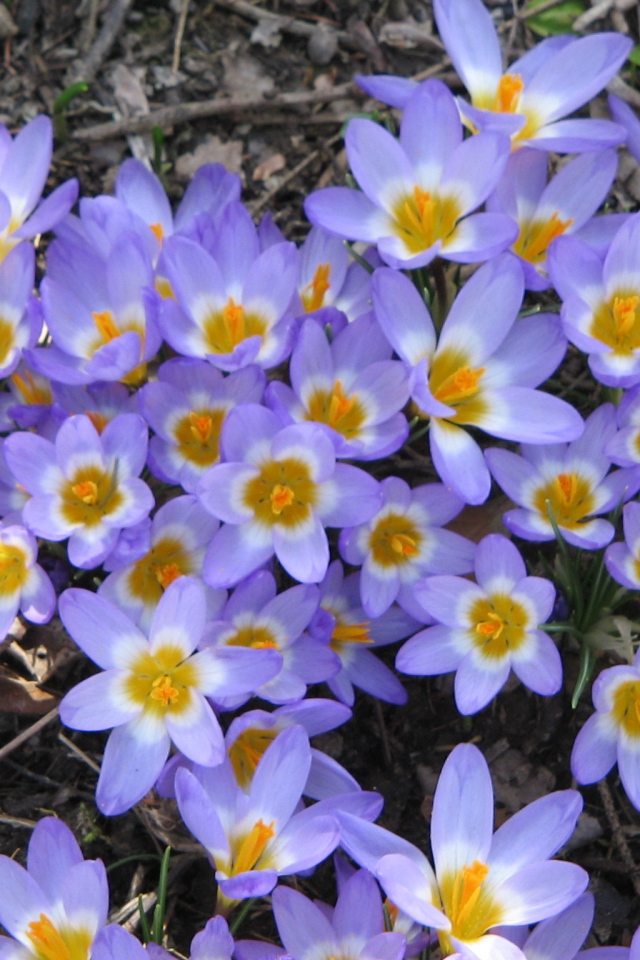 Весенние цветы шафран на поляне