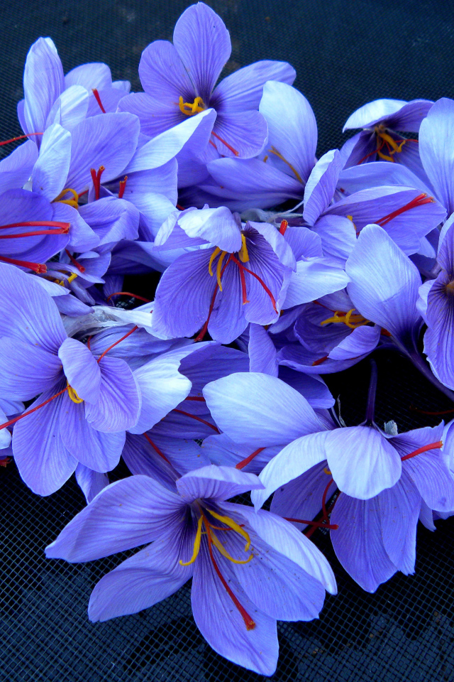 Весенние цветы шафран 