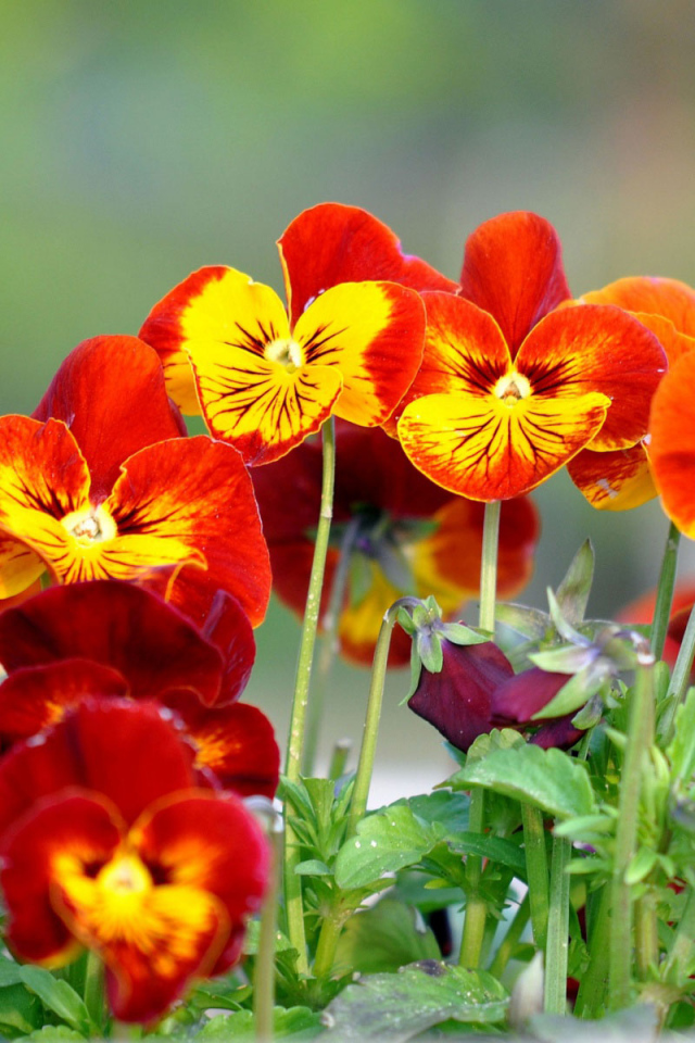 Весенние цветы виола (фиалка,анютины глазки) в парке