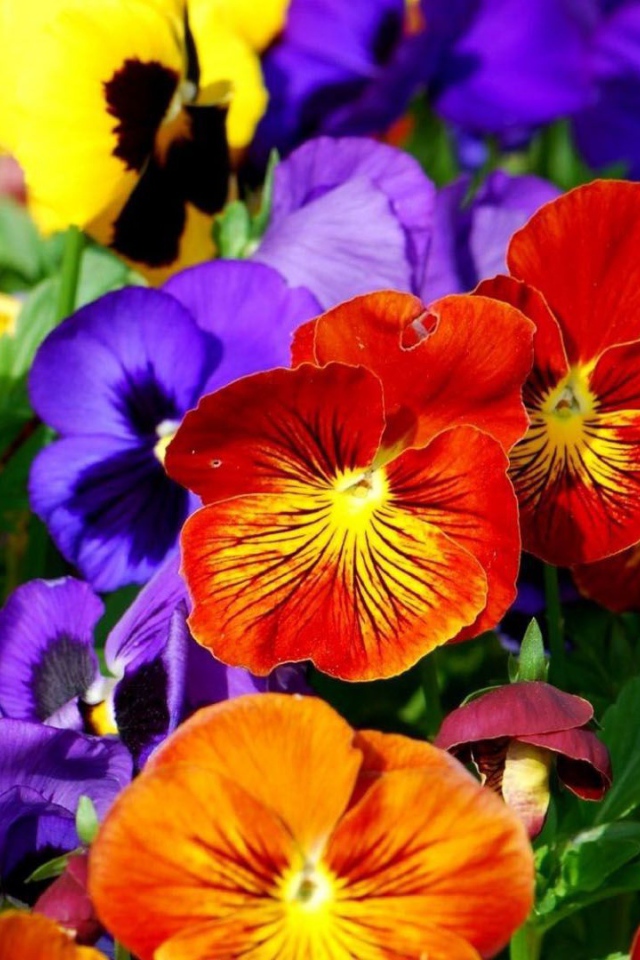 Весенние анютины глазки расцвели на поляне