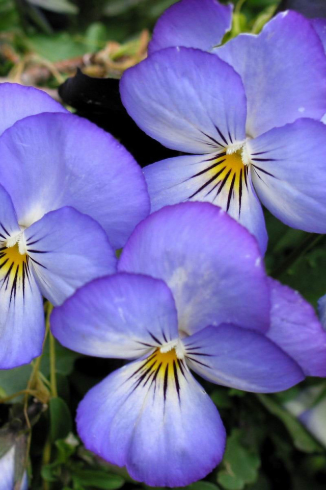 Весенние анютины глазки в саду