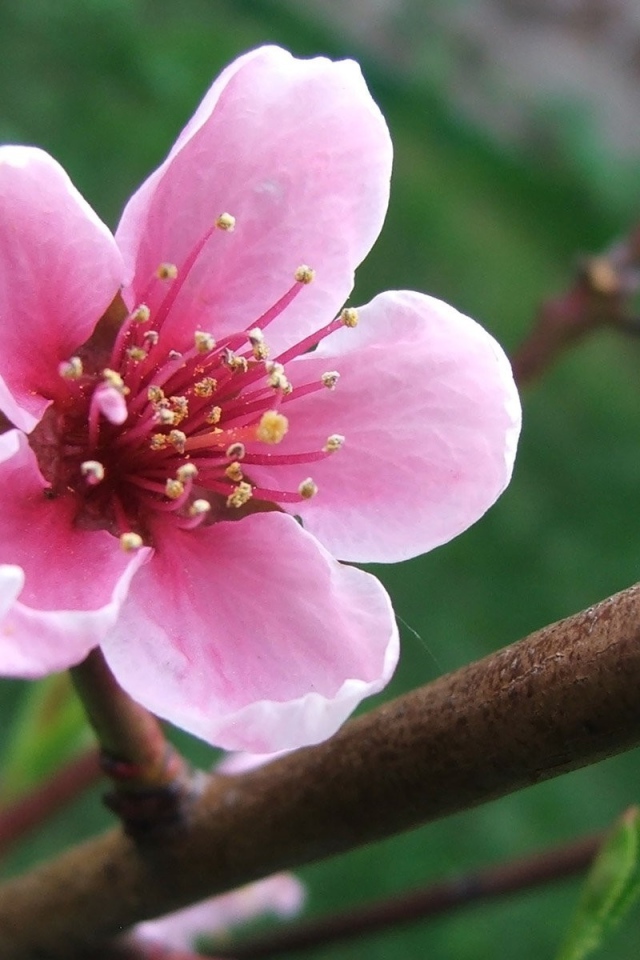 Весенний розовый цветок