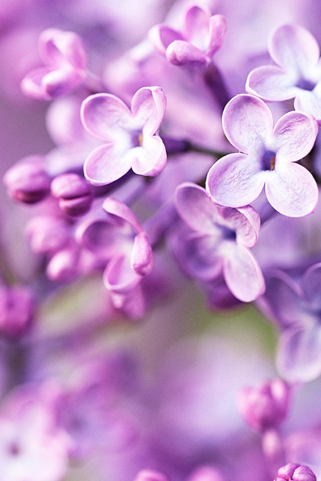 Фиолетовые весенние цветы