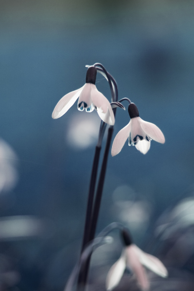 Весенние подснежники в лесу