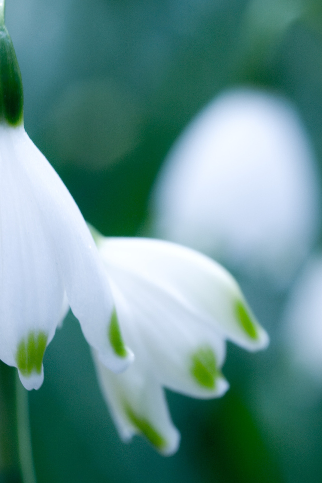 Весенние подснежники в саду