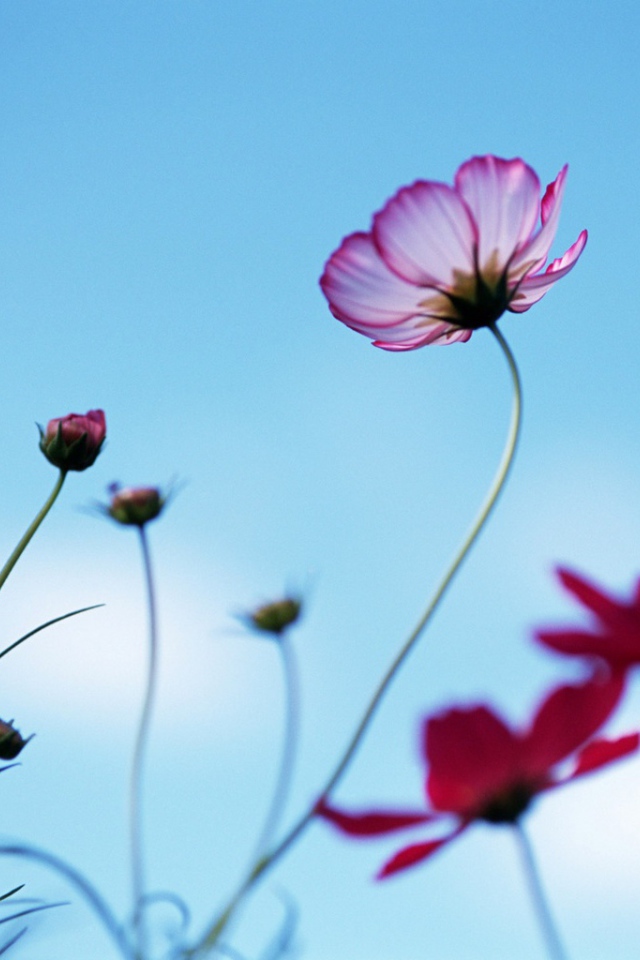 Необычная ромашка