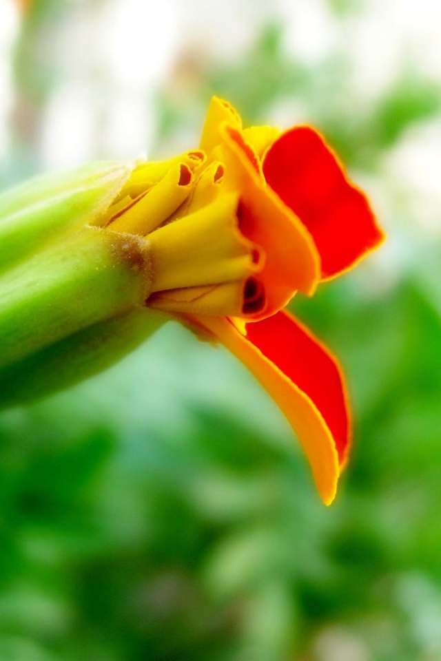 Странные цветы