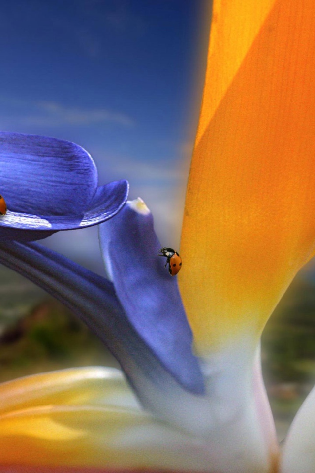 Необычный цветок