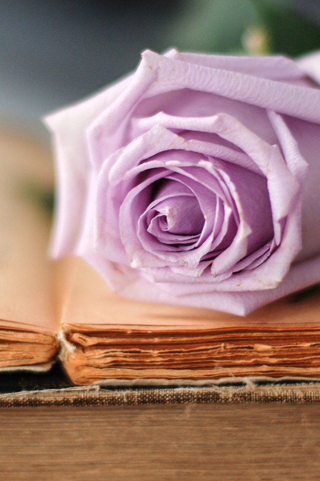 Строгая роза на книге