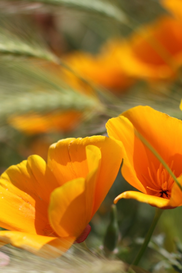 Летние цветы