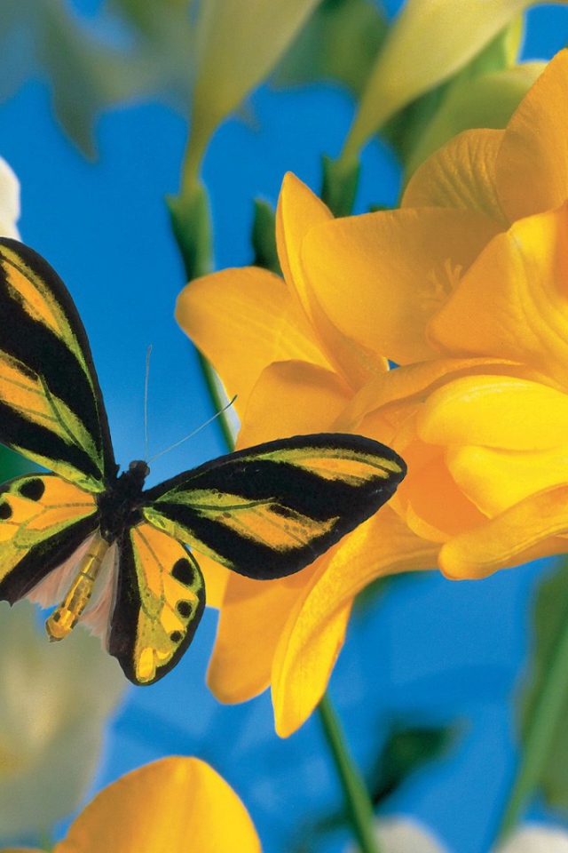 Летний визитер 