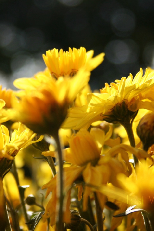 Цветы подсолнуха