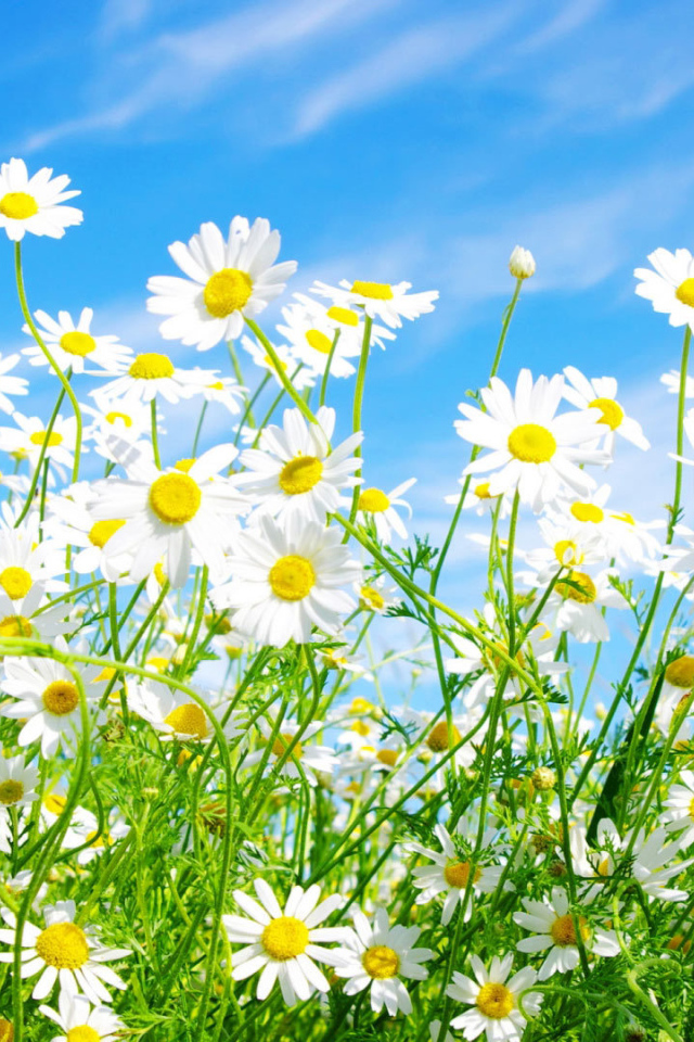 Солнечные цветы маргаритки на поляне