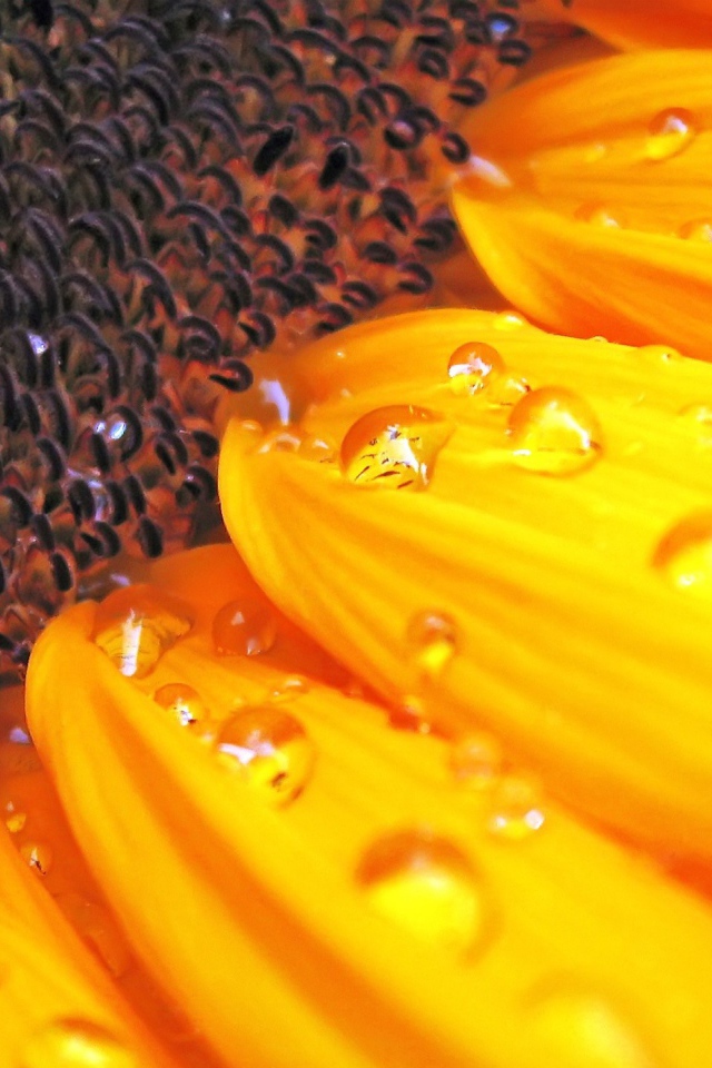 Цветок солнца