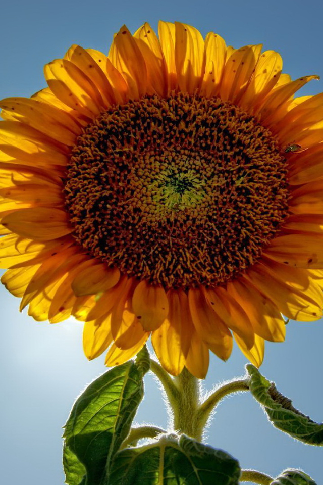 Подсолнух цветок с семечками