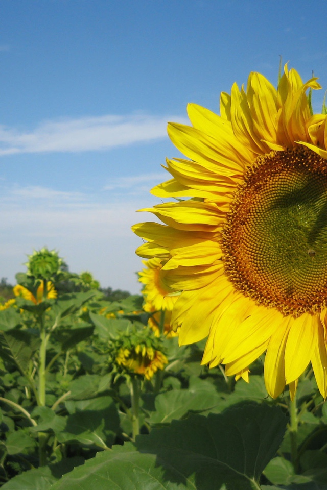 Подсолнух в поле