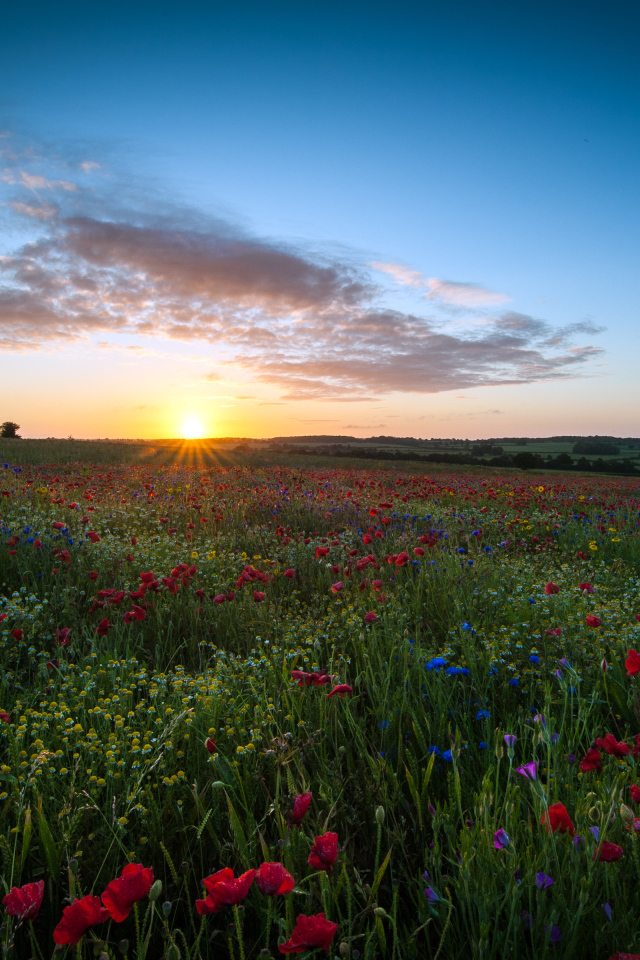 Восход солнца над маковым полем