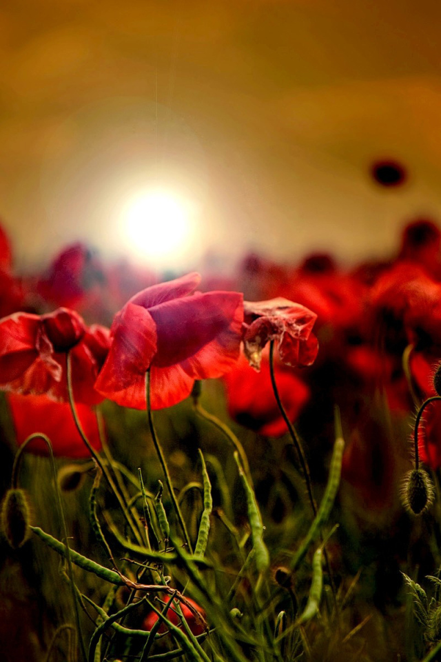 Закат на маковом поле