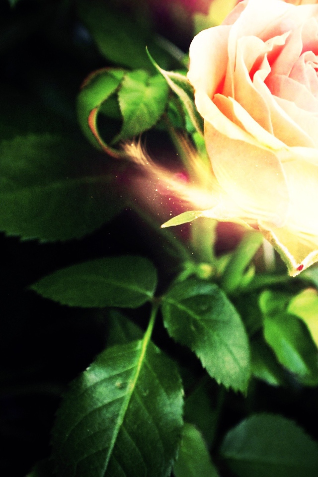 Светящеяся роза