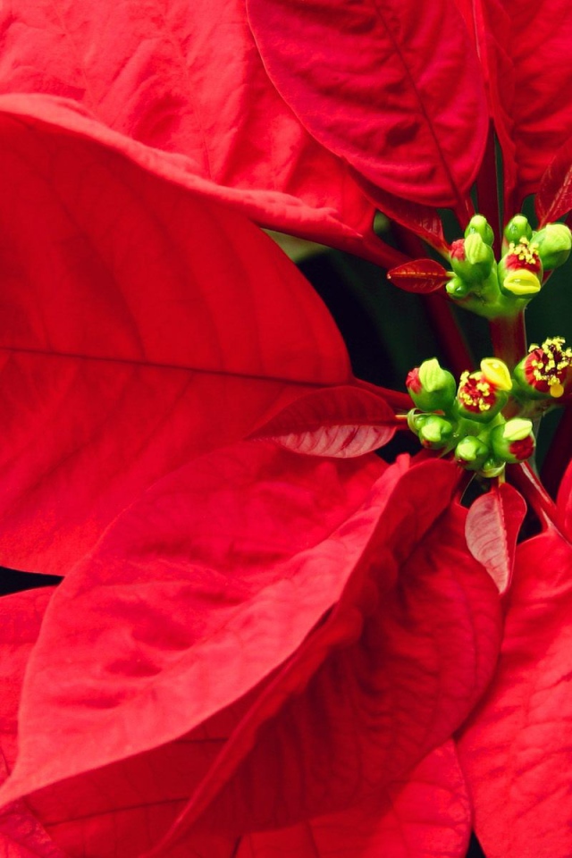 Куст с красными листьями