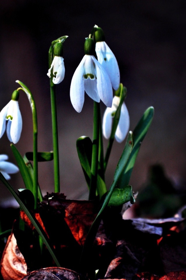 Первые цветы подснежники