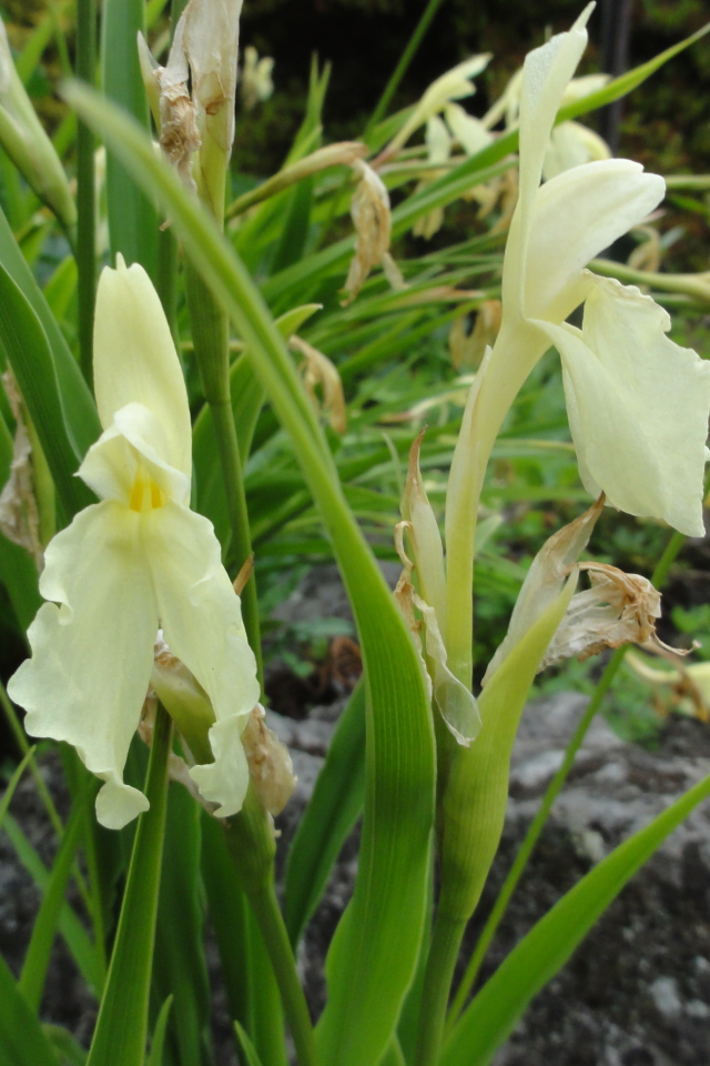 В саду красивый цветок роскоя