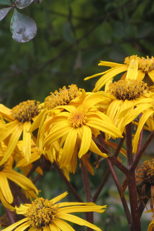 В саду красивое растение бузульник