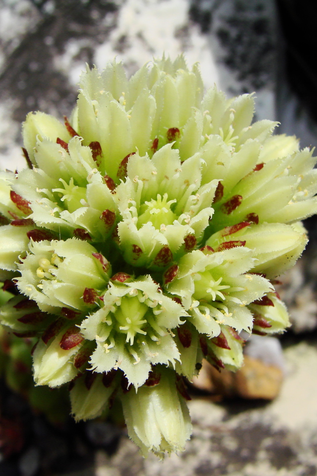 В саду красивое растение молодило 