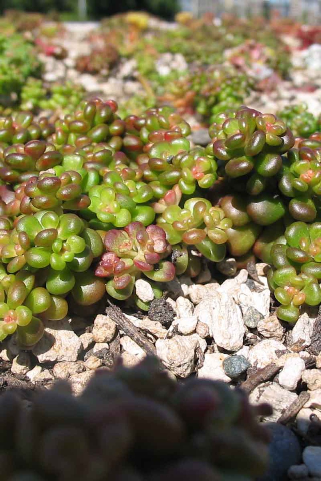 В саду красивое растение седум