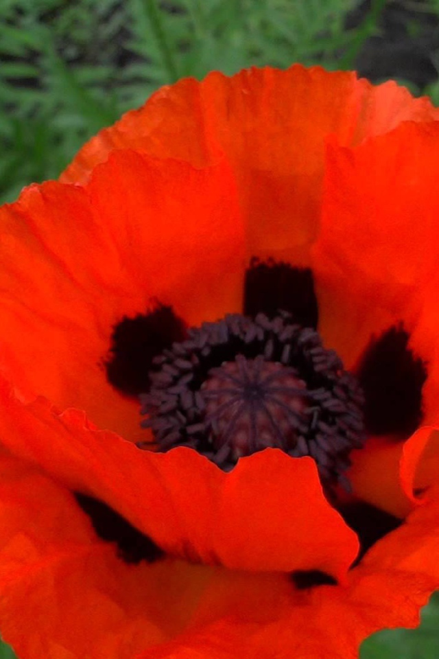 В саду красивый цветок мак